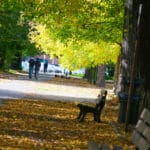 jesień we Wrocławiu,jesienna zaduma,Wrocław parki,refleksja jesienią,opadające liście,pomnik Juliusza Słowackiego,wrocławskie alejki,spacer jesienią,przemijanie,jesień w mieście,kontemplacja,złote liście,wrocławskie pomniki,spokój jesieni,wrocławskie parki jesienią
