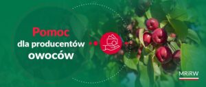 pomoc dla producentów owoców,straty przymrozkowe,grad wiosenny,przymrozki 2024,grad 2024,uprawy owoców,płatności bezpośrednie,powierzchnia upraw,szkody rolnicze,ARiMR,Platforma Usług Elektronicznych,wysokość pomocy,gatunki upraw,producenci rolni,owocowe uprawy jagodowe
