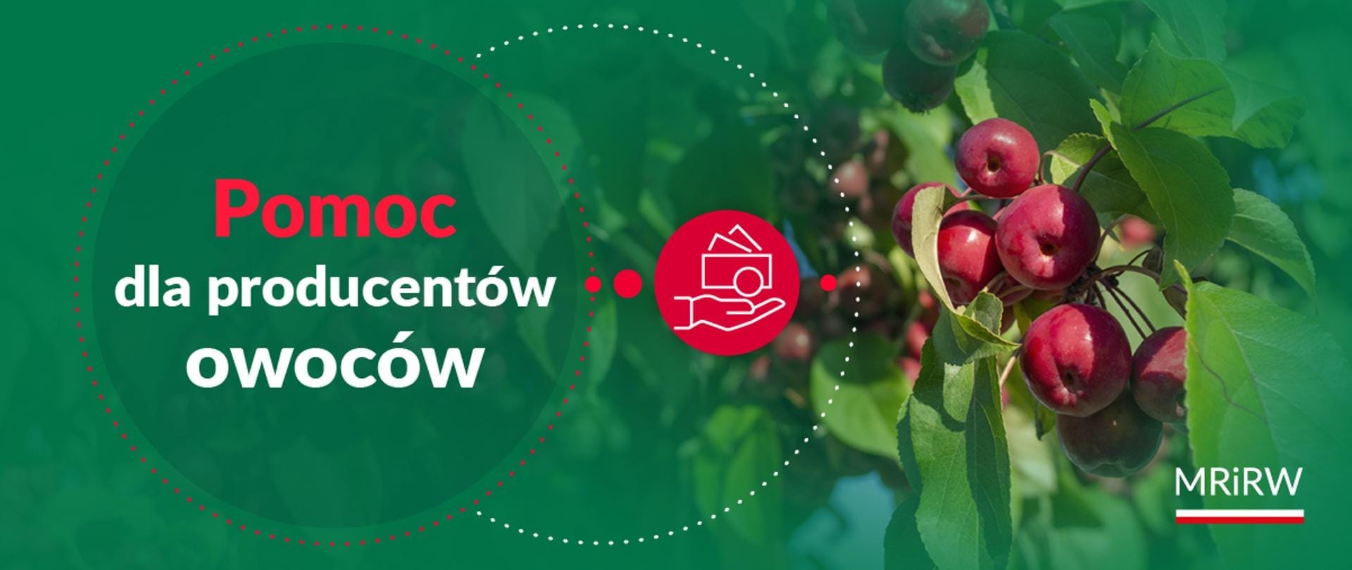 pomoc dla producentów owoców,straty przymrozkowe,grad wiosenny,przymrozki 2024,grad 2024,uprawy owoców,płatności bezpośrednie,powierzchnia upraw,szkody rolnicze,ARiMR,Platforma Usług Elektronicznych,wysokość pomocy,gatunki upraw,producenci rolni,owocowe uprawy jagodowe