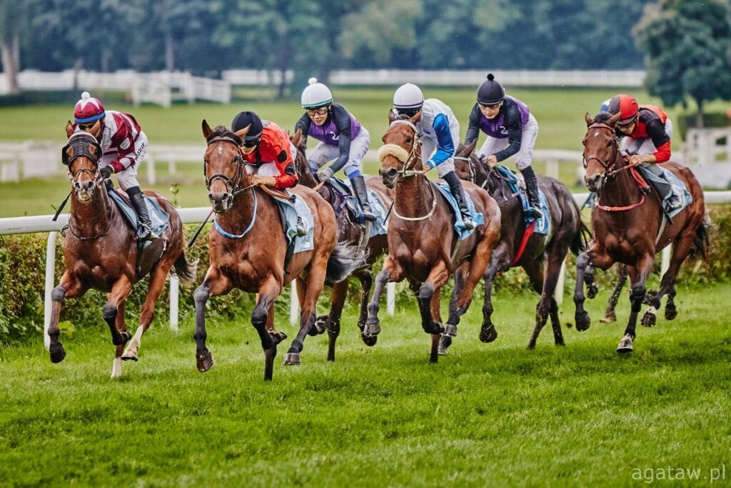 Partynice,wyścigi konne,kłusaki,araby,folbluty,Wrocław,wyścigi uczniowskie,Nagroda KOWR,hobbyhorsing