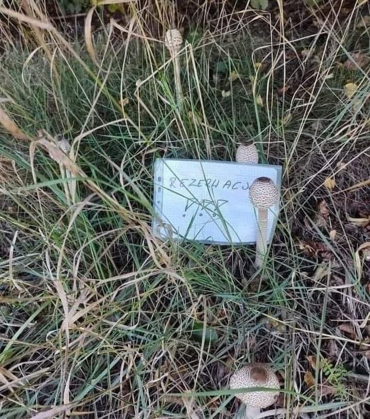 grzybobranie,rezerwacja grzybów,humor,absurd,polska tradycja,komentarze Facebook,parawany,anegdoty,grzyby w lesie,polska kultura