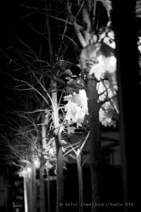 Oborniki Śląskie,nocna fotografia,zabytki,krajobraz miejski,wieczorny spacer