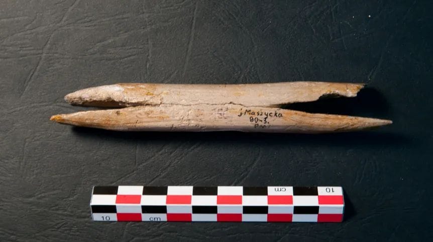 kości z kolekcji muzeum archeologicznego w krakowie. fot. dariusz bobak, thomas terberger