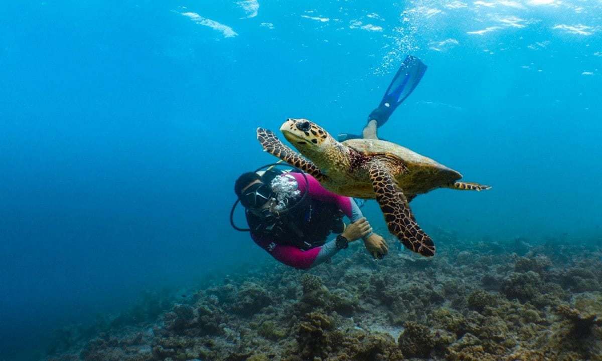 maldivy