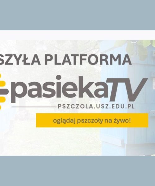 Naukowcy Uniwersytetu Szczecińskiego uruchomili PASIEKA TV – nowoczesną platformę do obserwacji życia pszczół