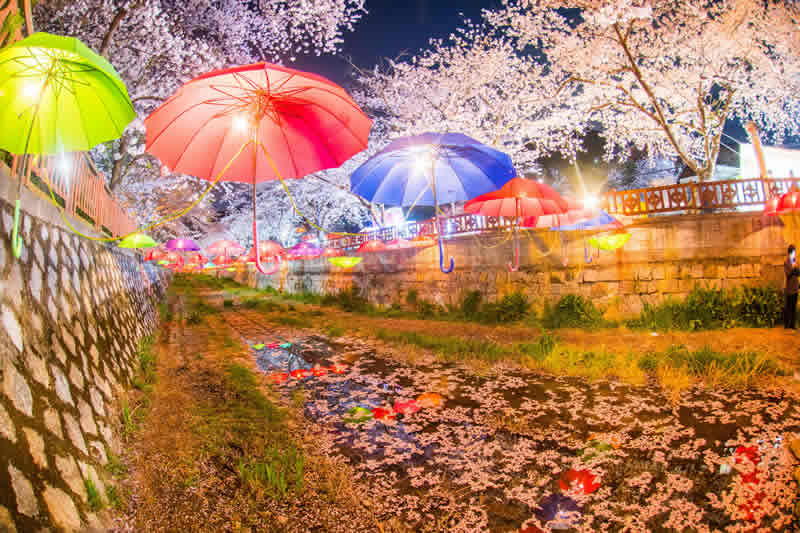 jinhae gunhangje cherry blossom festival