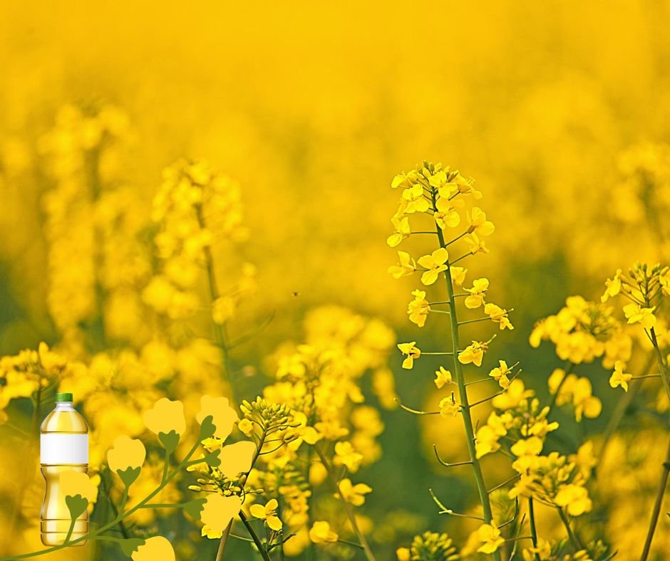 olej rzepakowy potega i tak brakuje