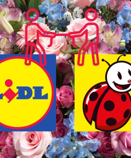 Lidl i Biedronka walczą o klientów na Dzień Kobiet – kto ma lepszą ofertę kwiatów?