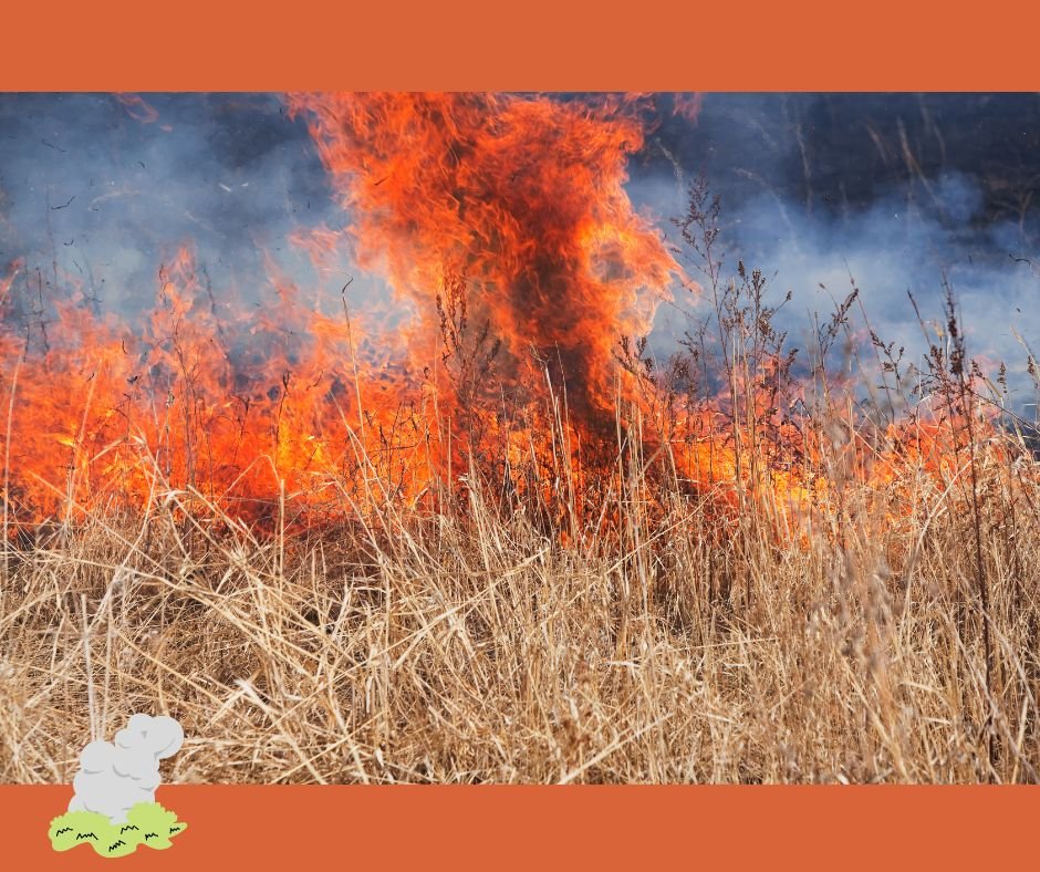 wypalanie traw jest zabronione