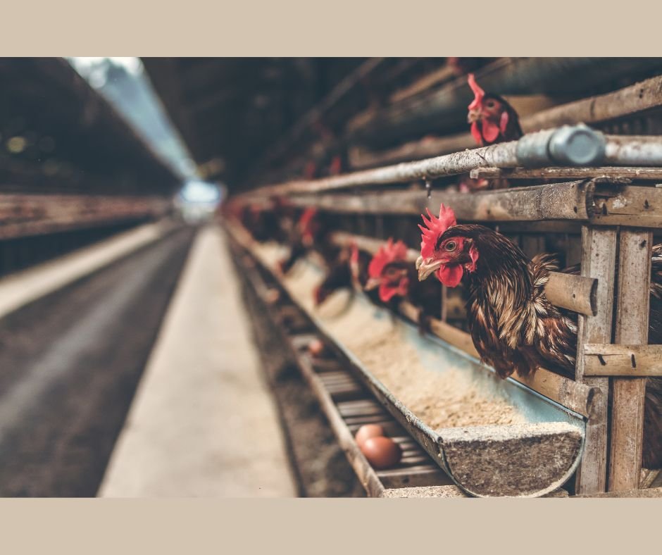 jaja z howu klatkowego