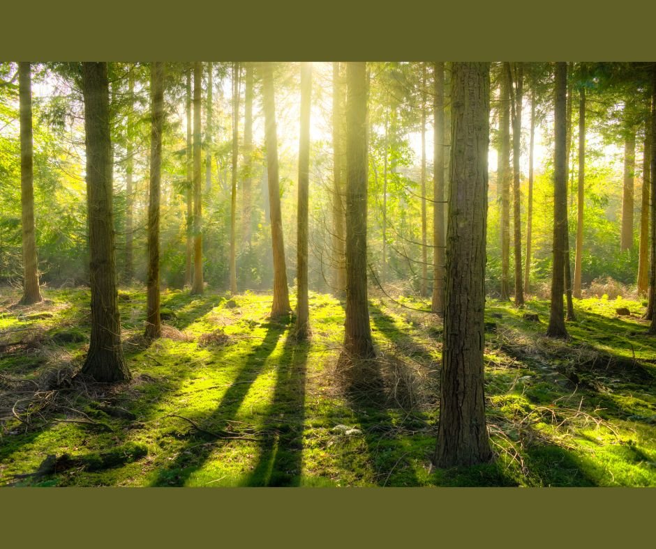 lasy panstwowe bez zysków