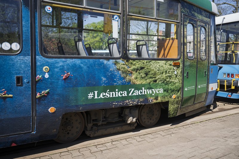 lesnica zachwyca, petla lesnica 20250422 (03200)