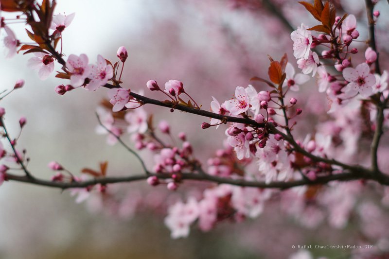 radio dtr wroclaw przedwiosnie 08