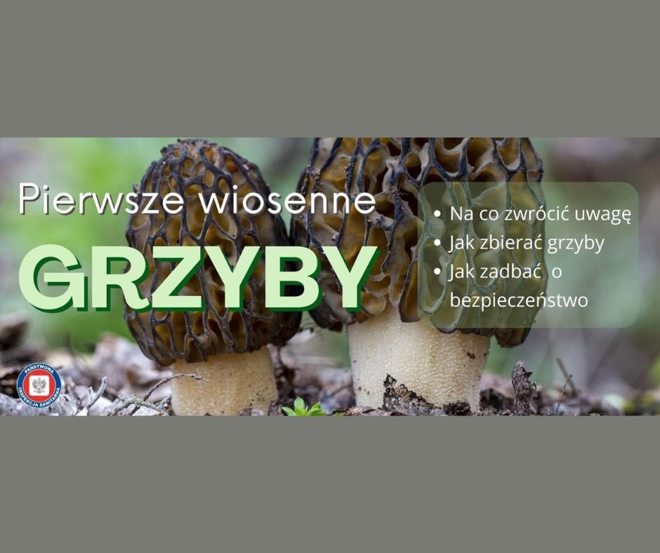 Wiosenne grzyby o czym pamietac