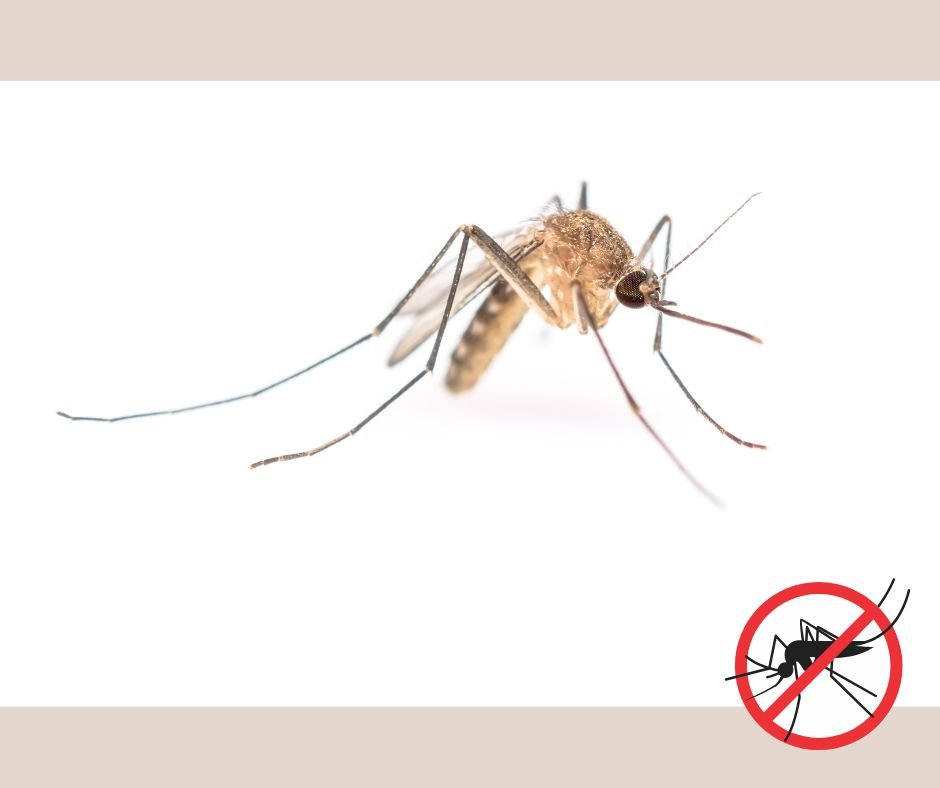 wroclaw walczy z komarami 2025