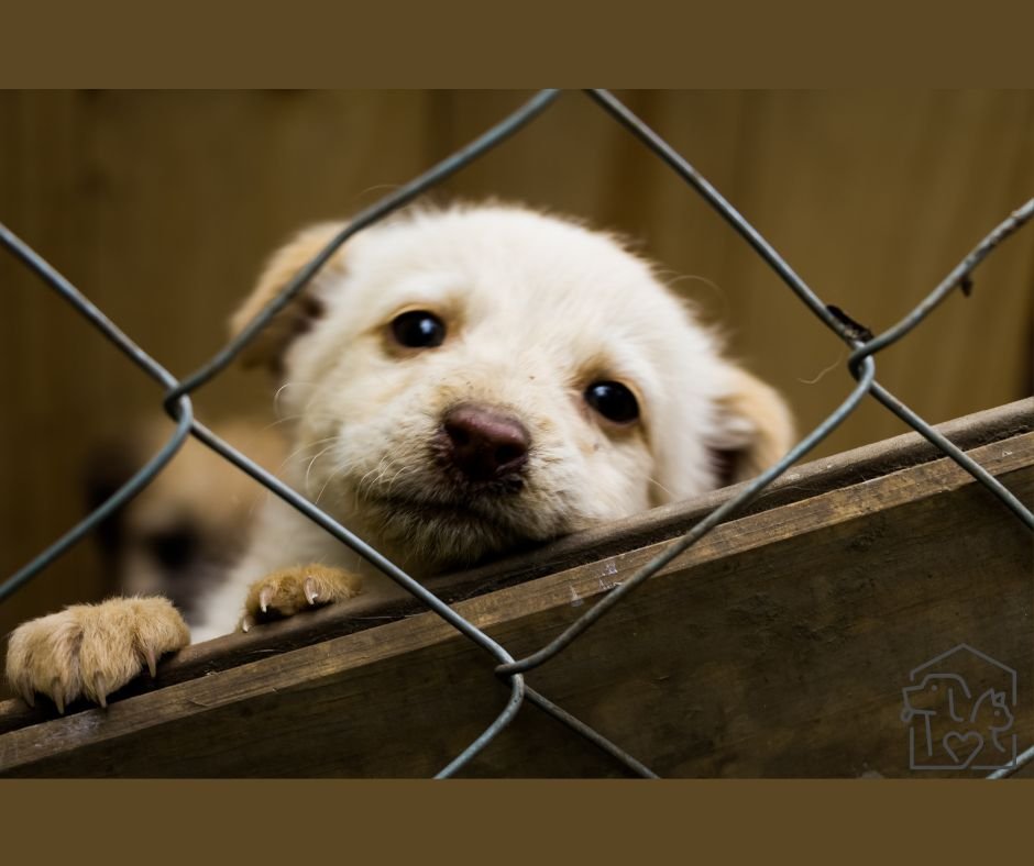 Wakacje pies w schronisku