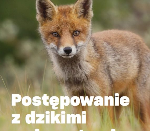 Policja i prokuratura uczą się, jak pomagać dzikim zwierzętom