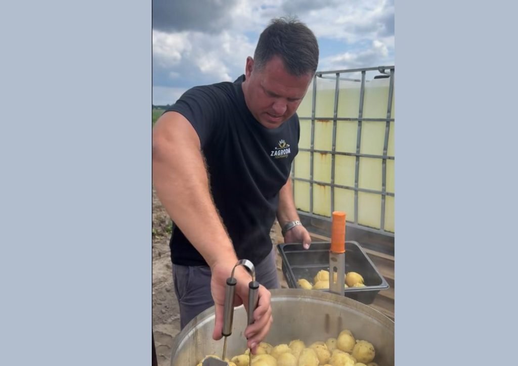 Wykopki mlodych ziemniakow