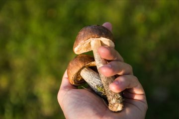 Sezon na grzyby rozpoczął się wcześniej niż zwykle