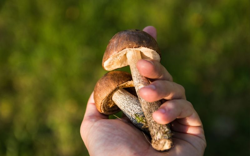Sezon na grzyby rozpoczął się wcześniej niż zwykle