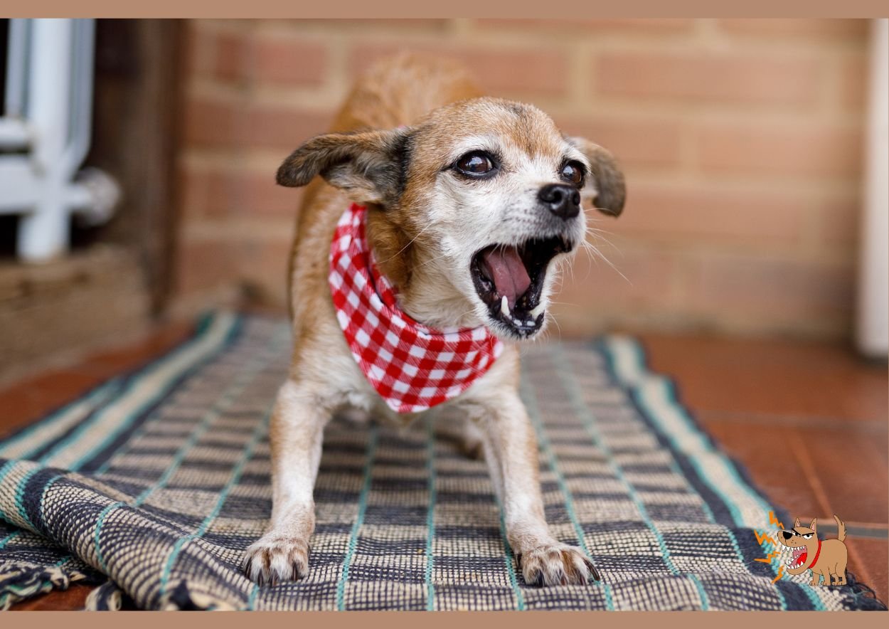 przepisy na szczekajace psy