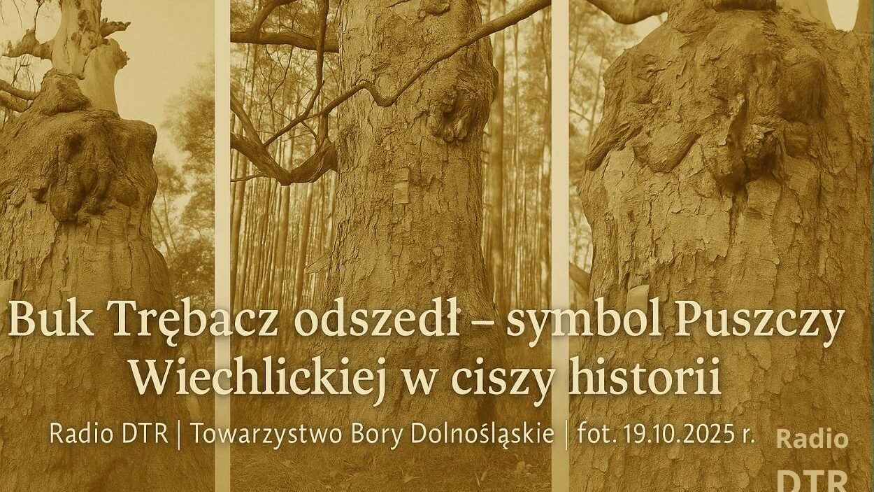 nie zyje pomnik przyrody po 400 latach