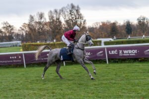 partynice 11 11 2025 04