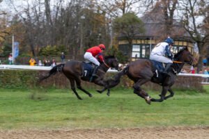 partynice 11 11 2025 10