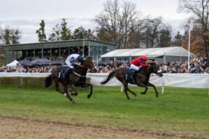 partynice 11 11 2025 15