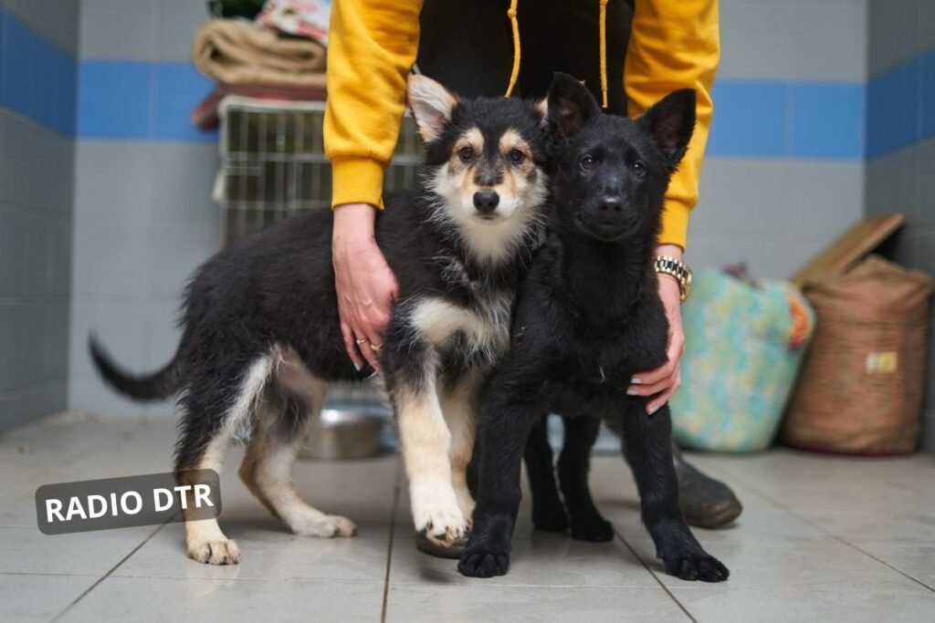 schronisko dla zwierzat