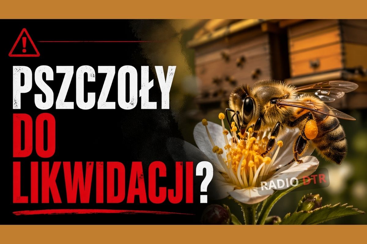 pszczoly i dezinformacja