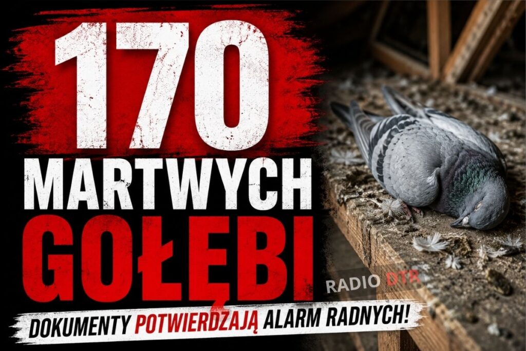 170 martwych golebi w trzebnicy