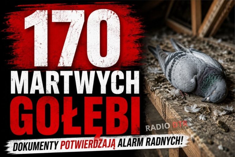 170 martwych ptaków przy Stawowej.